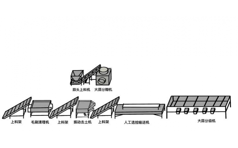 大蒜加工生产线